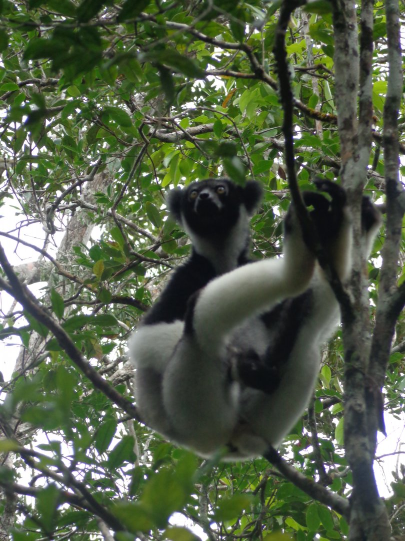 Indri at Andisibe 2