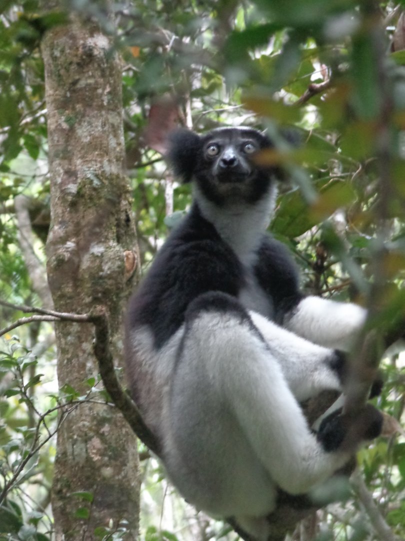 Indri at Andisibe