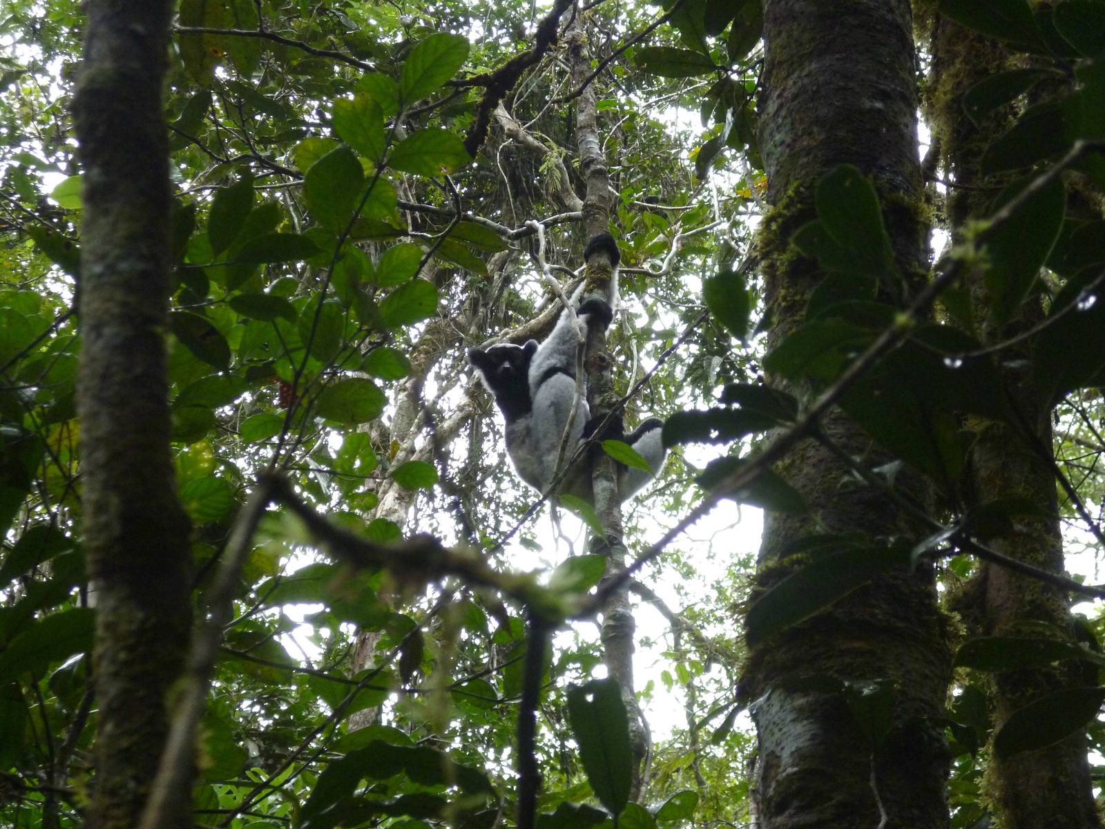 Indri in Andasibe