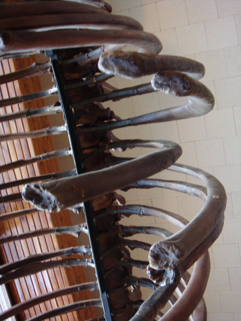 Indricothere ribcage