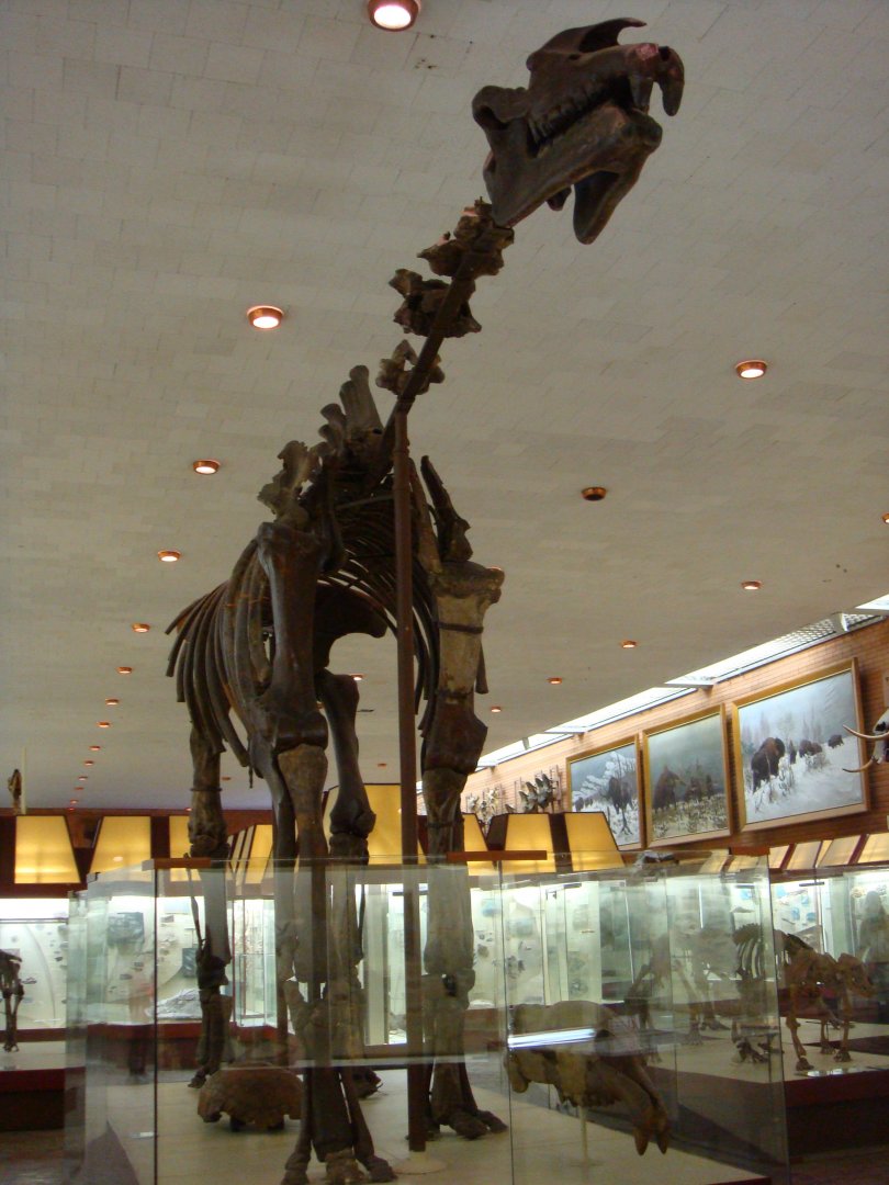 Indricotherium transouralicum skeleton