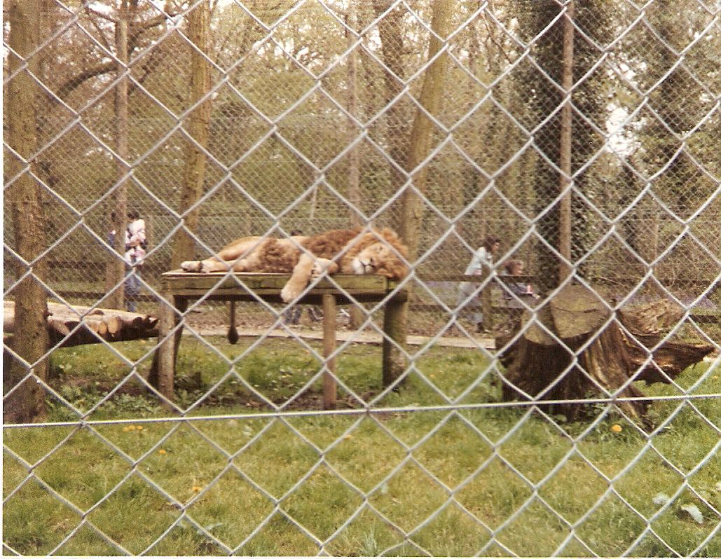 Indus the Asiatic Lion at Marwell Zoo, 1 May 1988