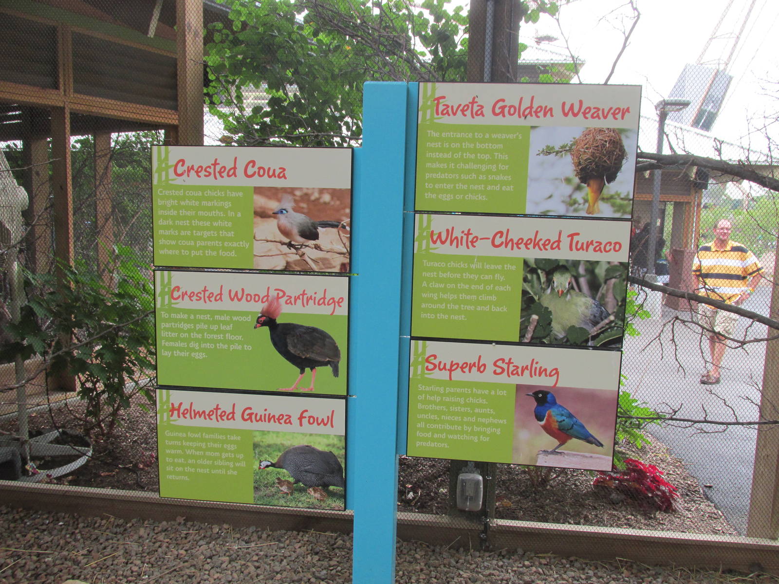 Indy Zoo Aviary List