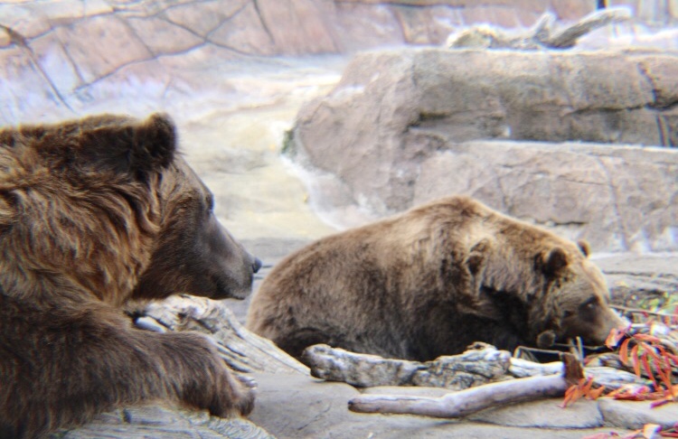 Indy Zoo Bears