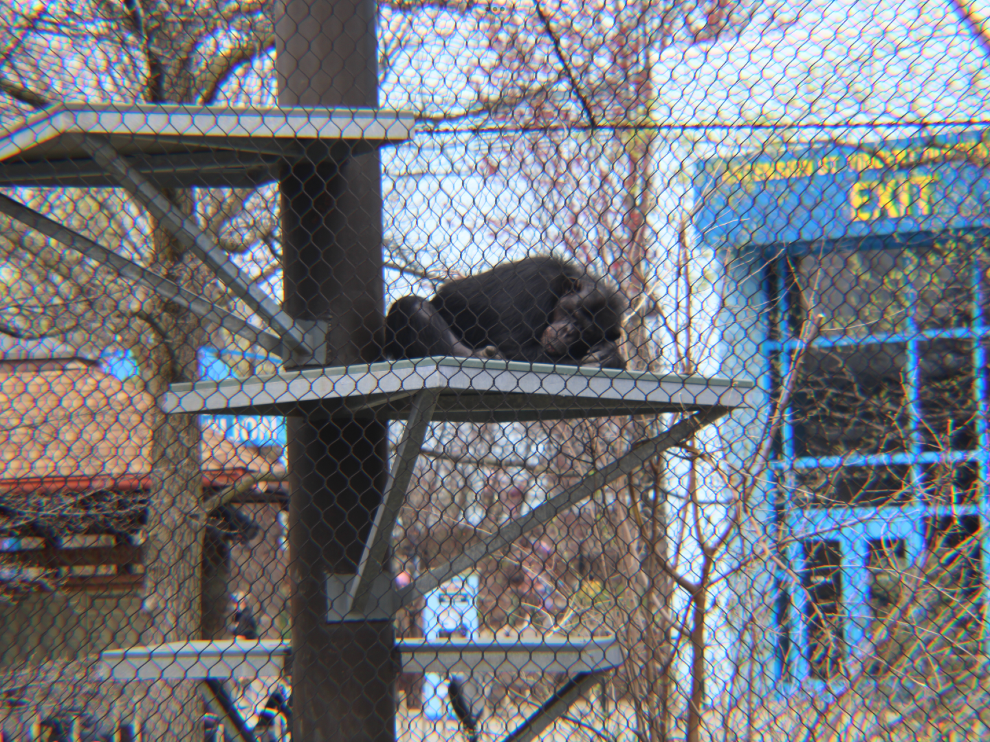 Indy zoo Chimp