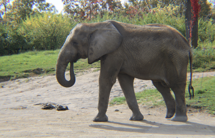 Indy Zoo elephant