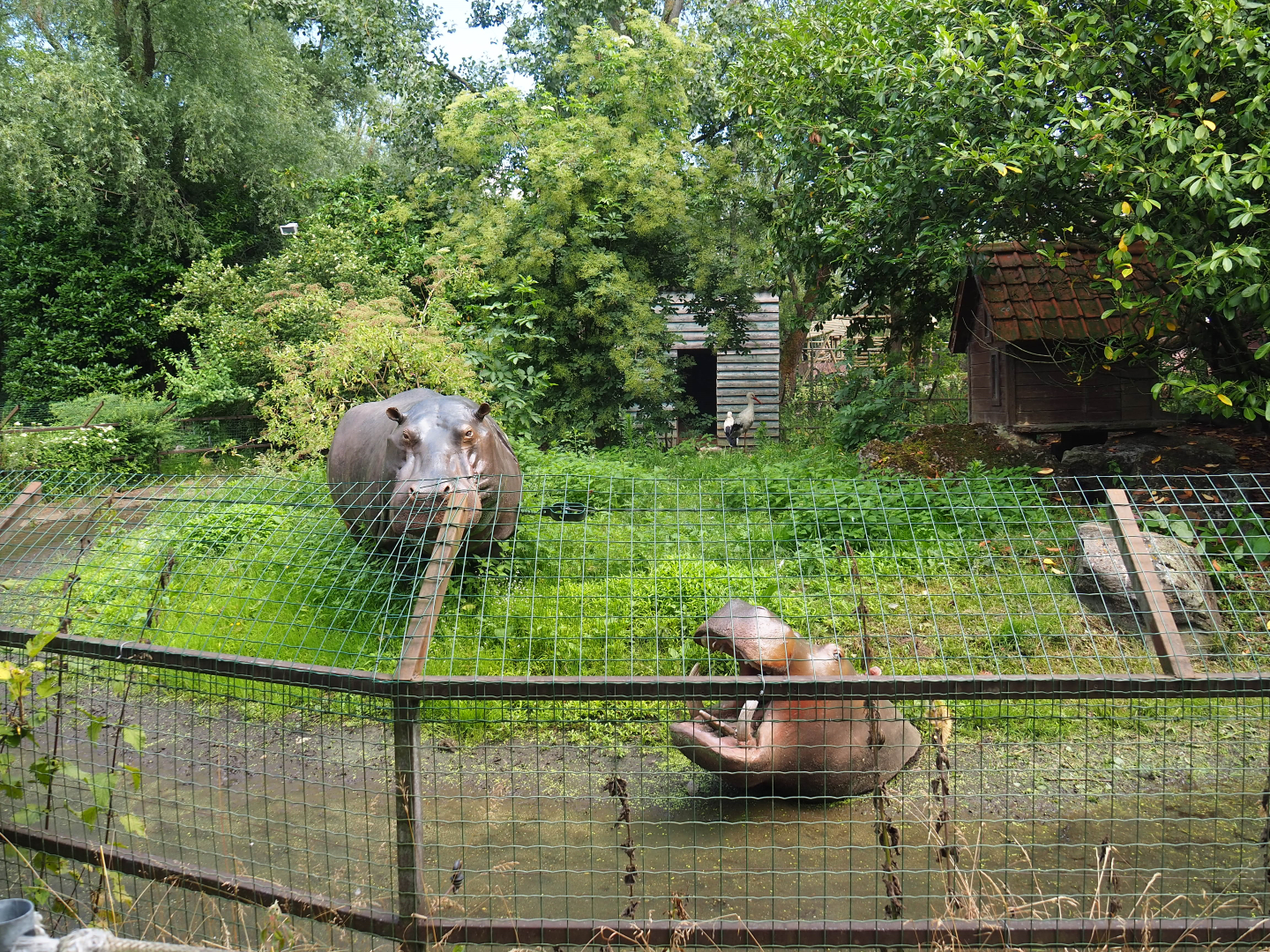 Infamous exhibit with plastic hippopotamus statues - Now home to a pair of European white storks, 2020-06-20