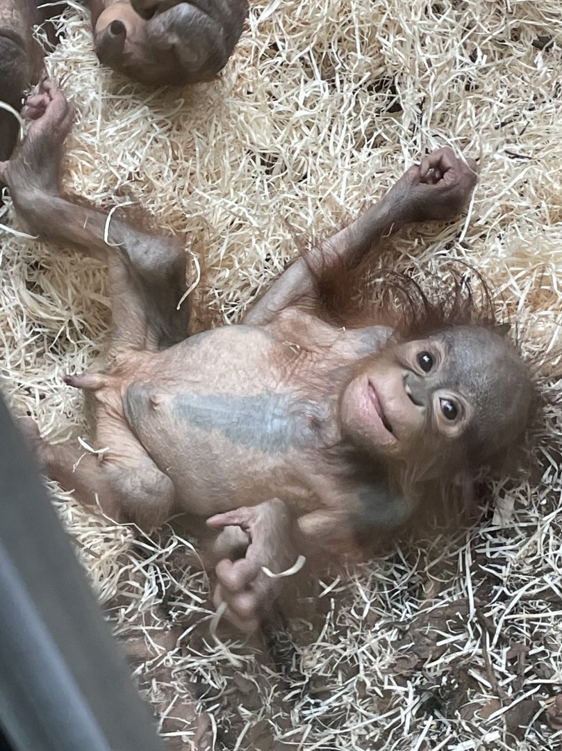 Infant Bornean Orangutan