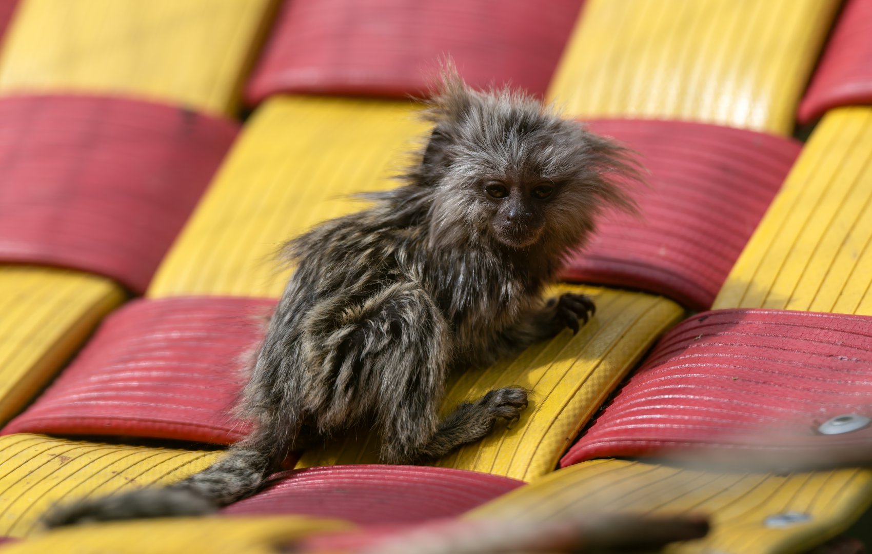 Infant Common Marmoset, Hamerton, UK