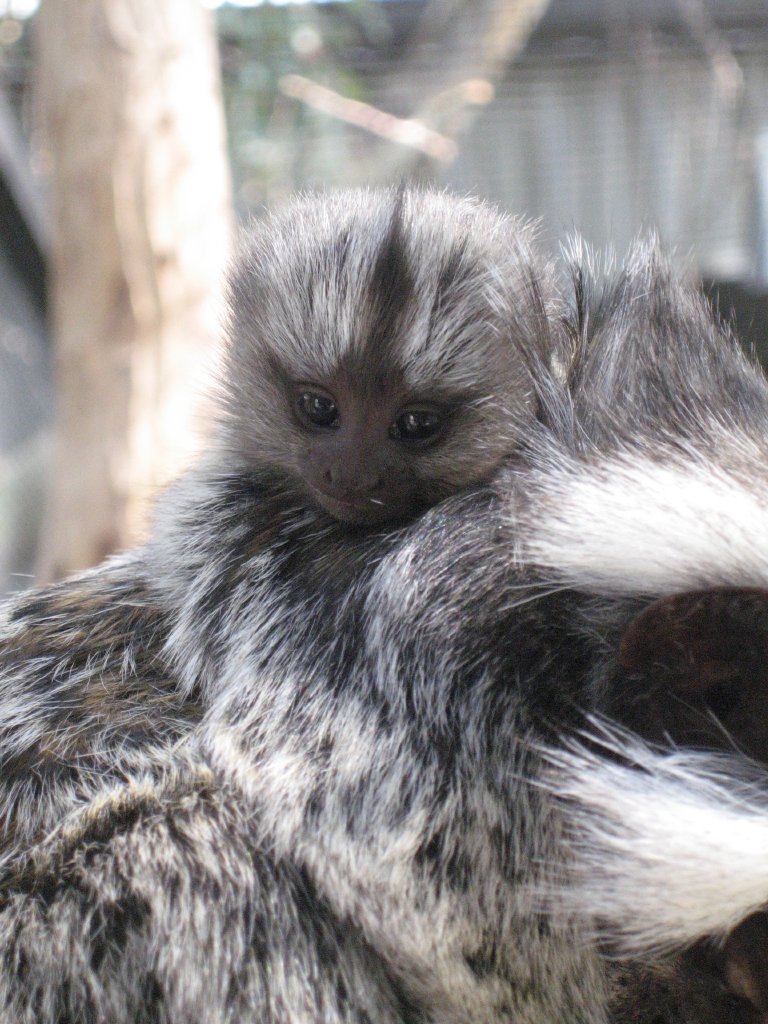 Infant Common Marmoset