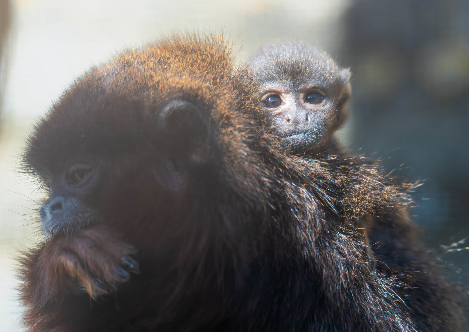 Infant coppery titi monkey, CWP, UK