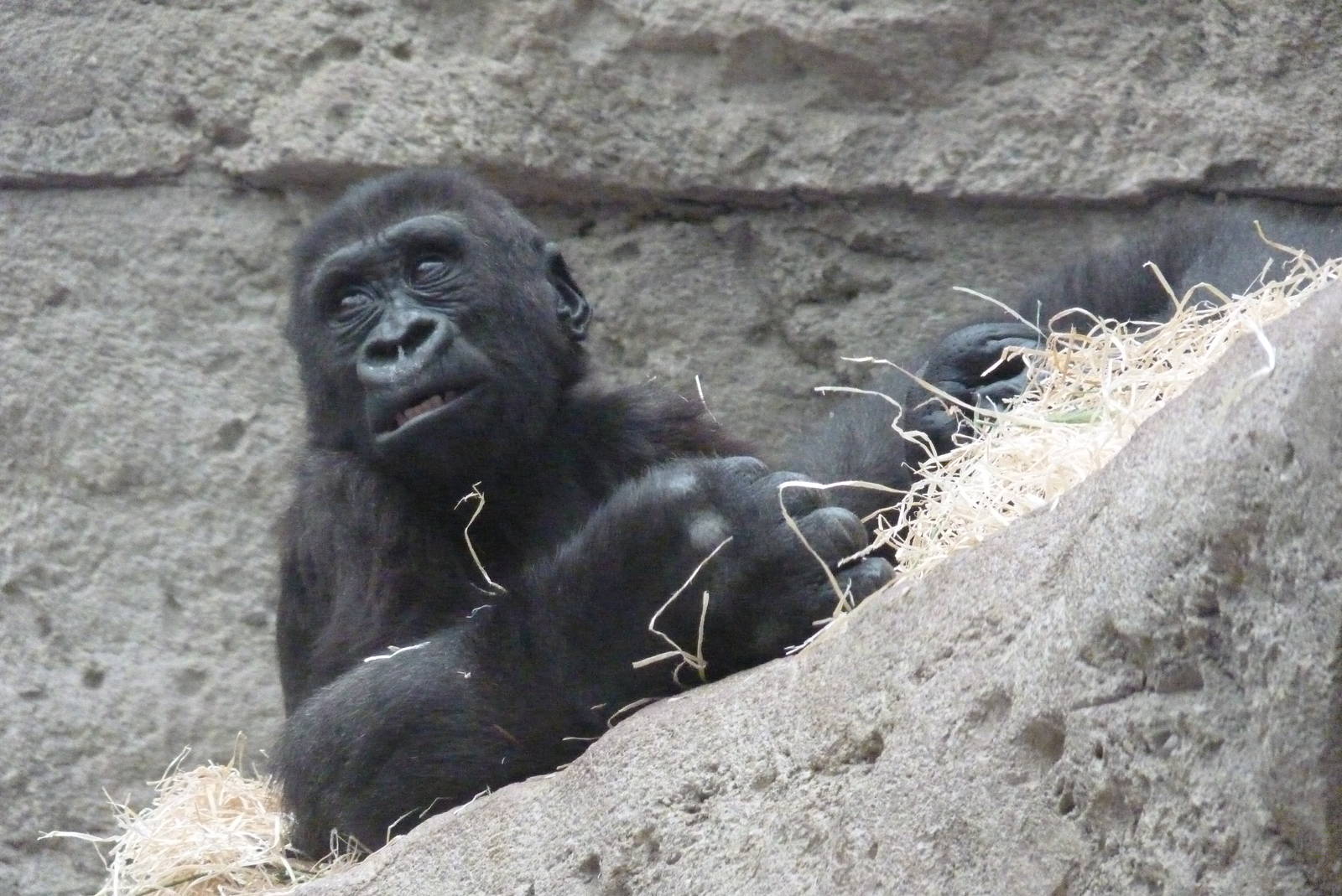 Infant Gorilla, June 2013
