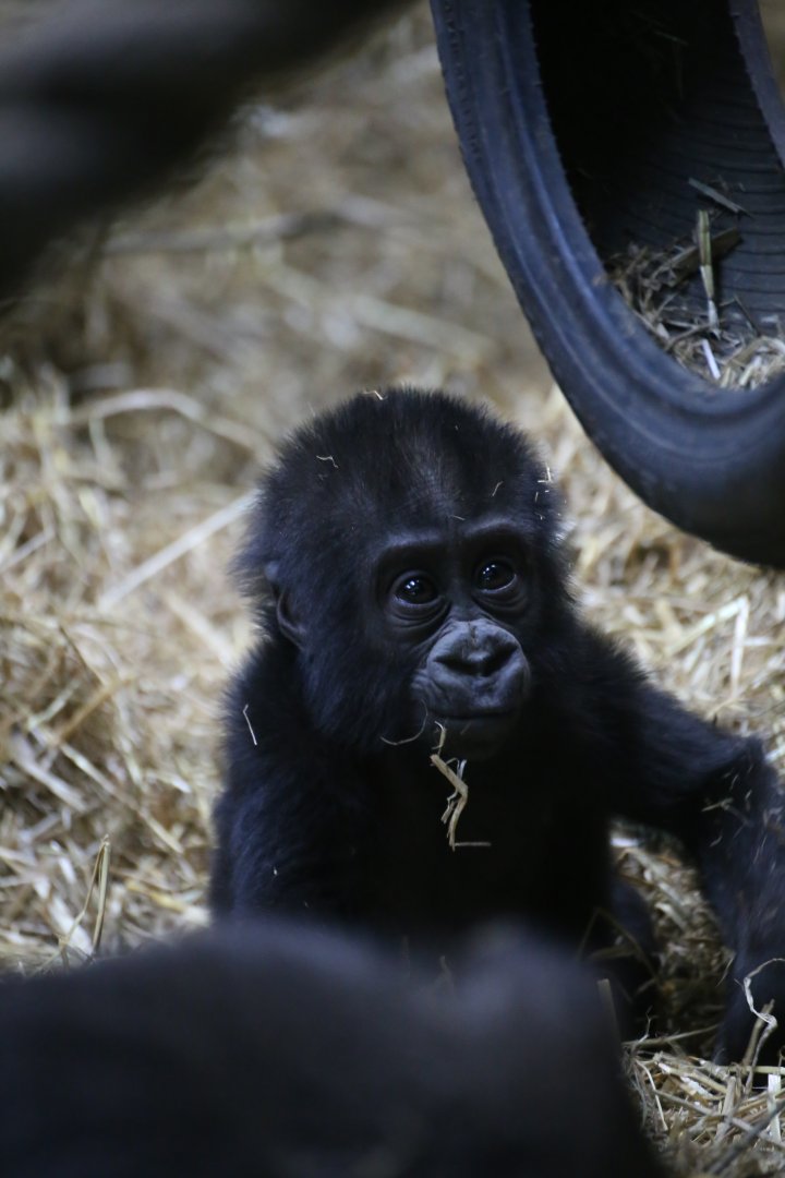 Infant gorilla Makari