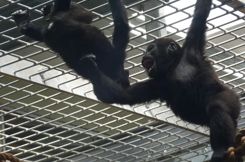 Infant gorillas playing, June 2012