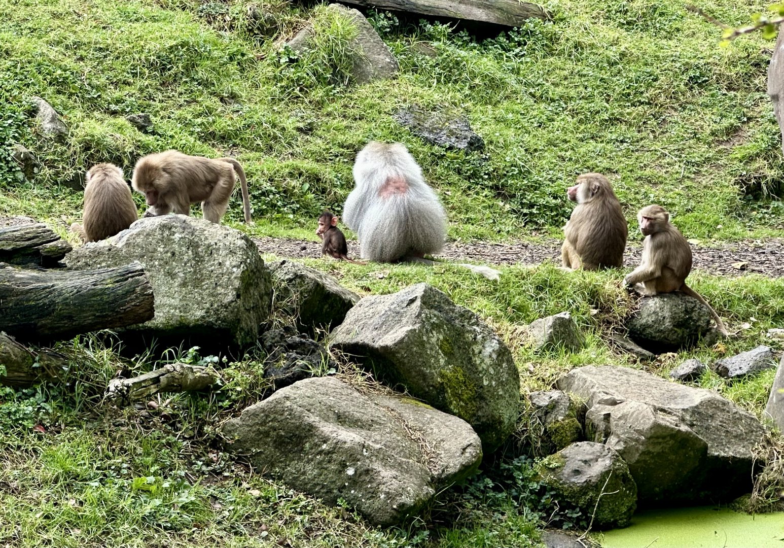 Infant Hamadryas Baboon