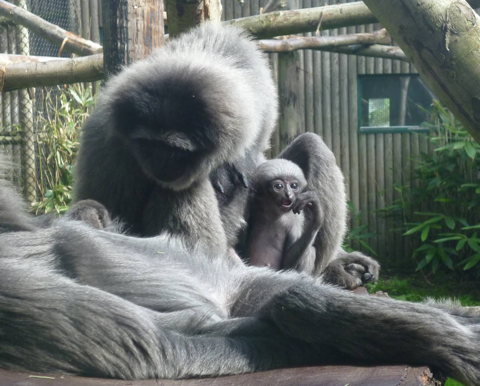 Infant moloch gibbon