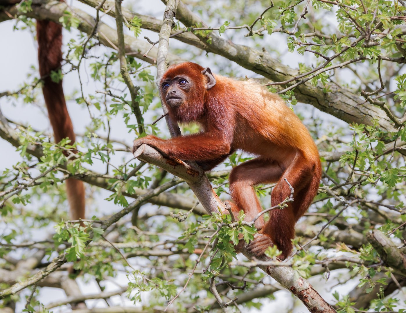 infant Red Howler