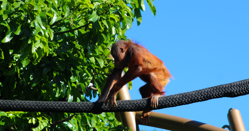 Infant Sumatran Orangutan