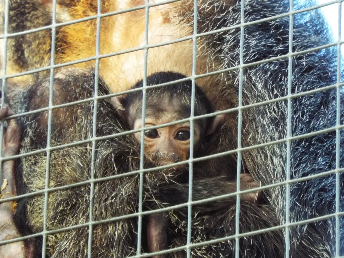 Infant white-faced saki, Banham Zoological Gardens