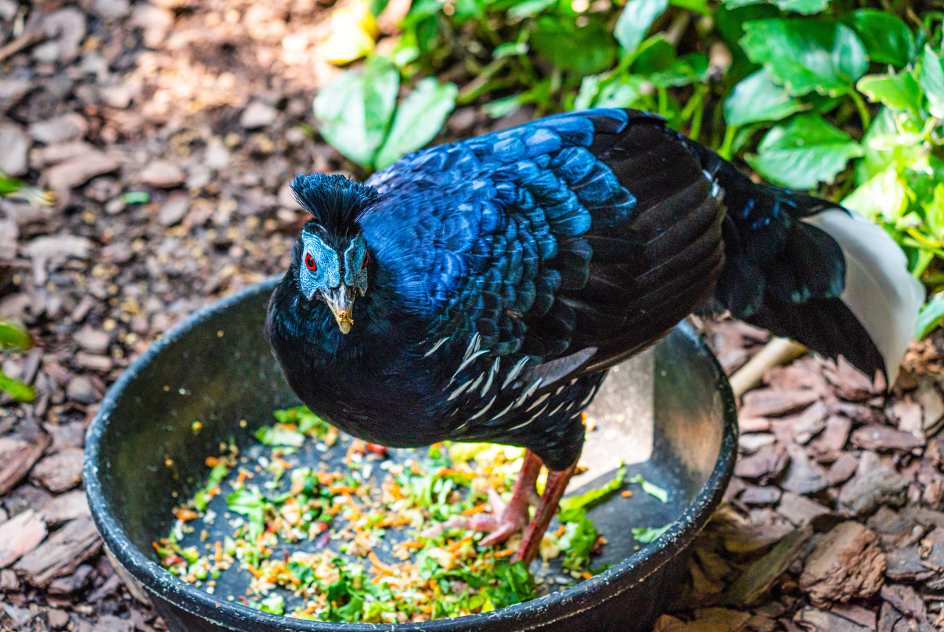 Inferno the male Malayan Crested Fireback
