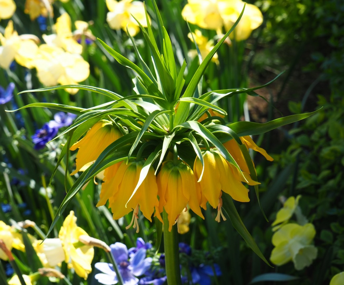 Inflorescence of Crown imperial (Fritillaria imperialis), 2019-04-20