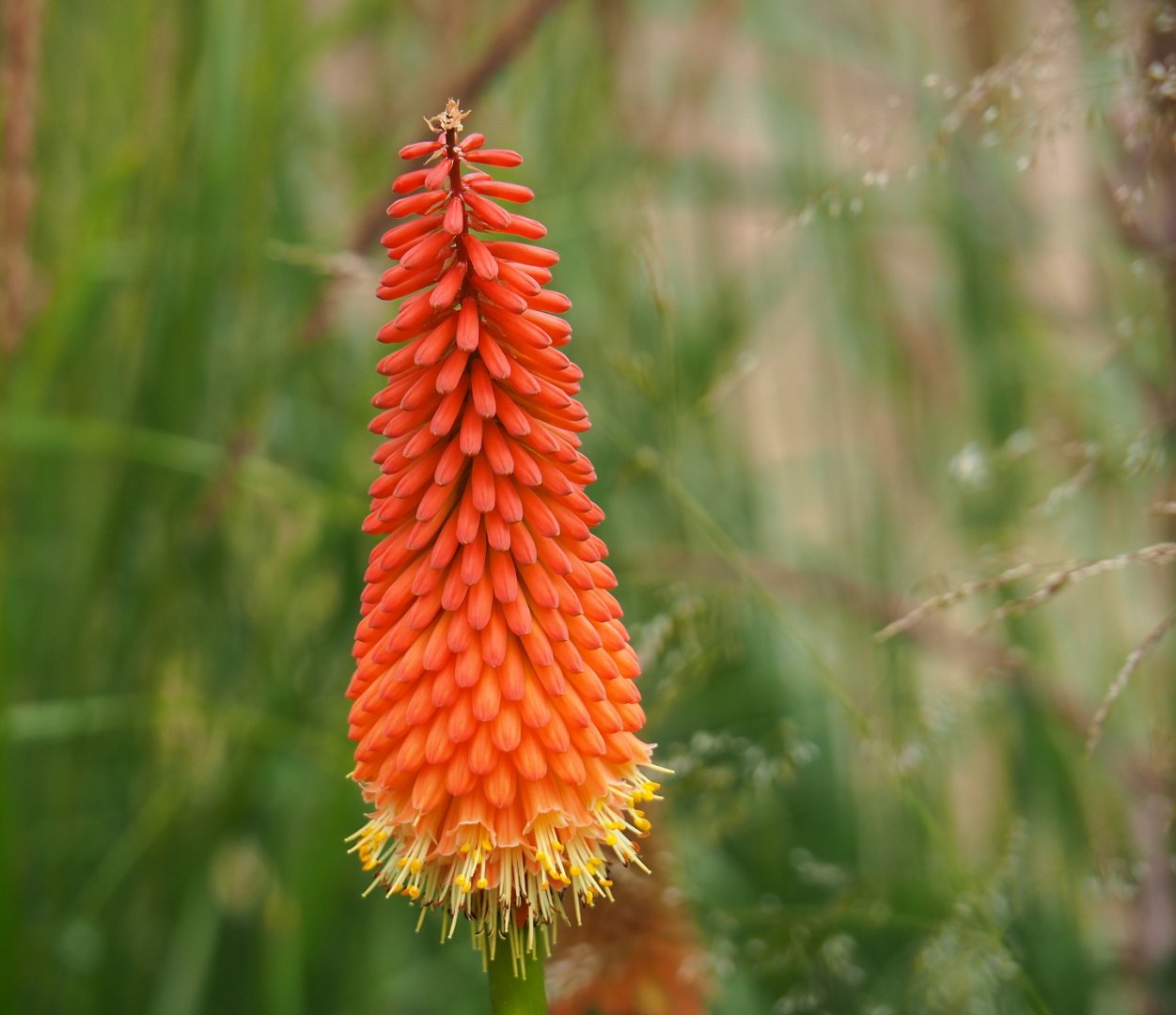 Inflorescence of torch lily (Kniphofia species), 2019-07-21