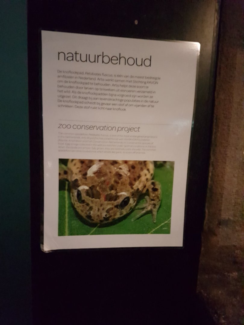 Info about Common Spadefoot re-introduction project