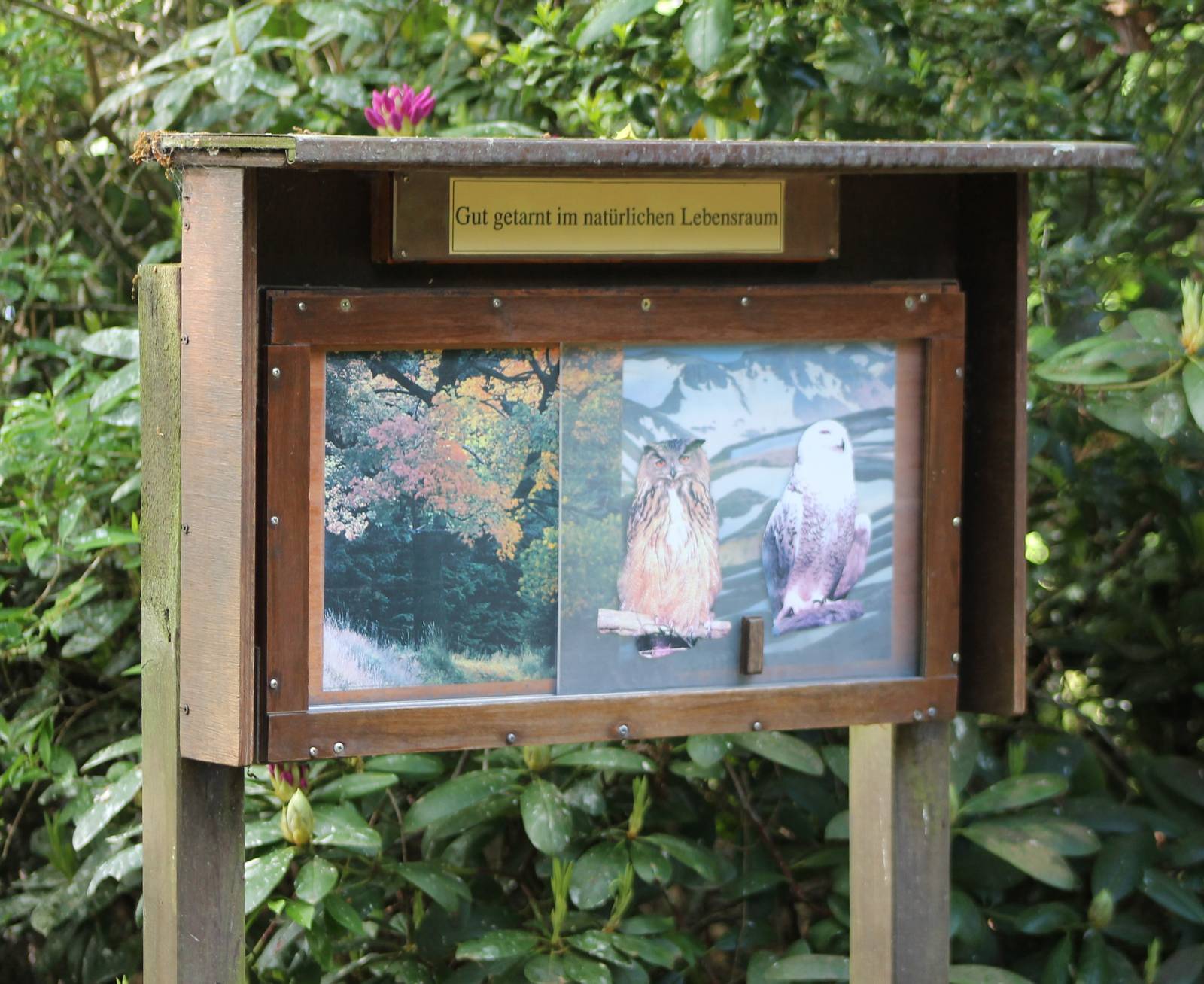 Info about owl-camouflage