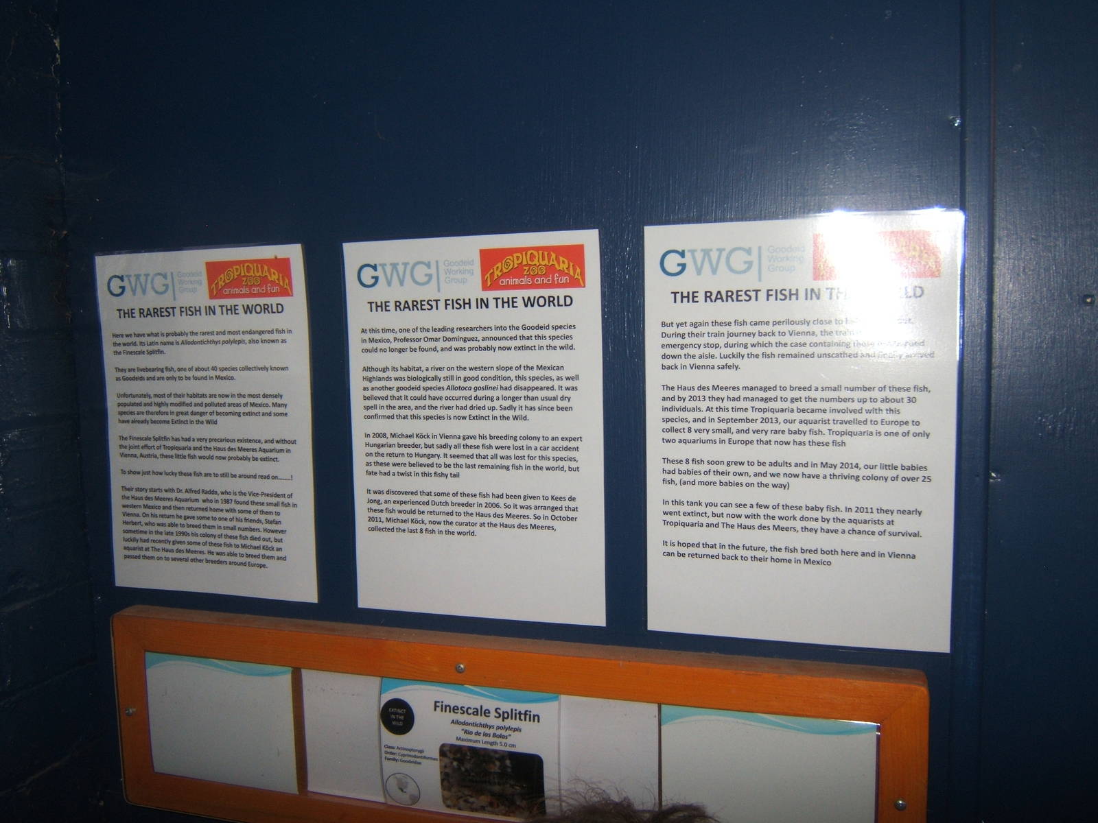 Info about the Finescale Splitfin