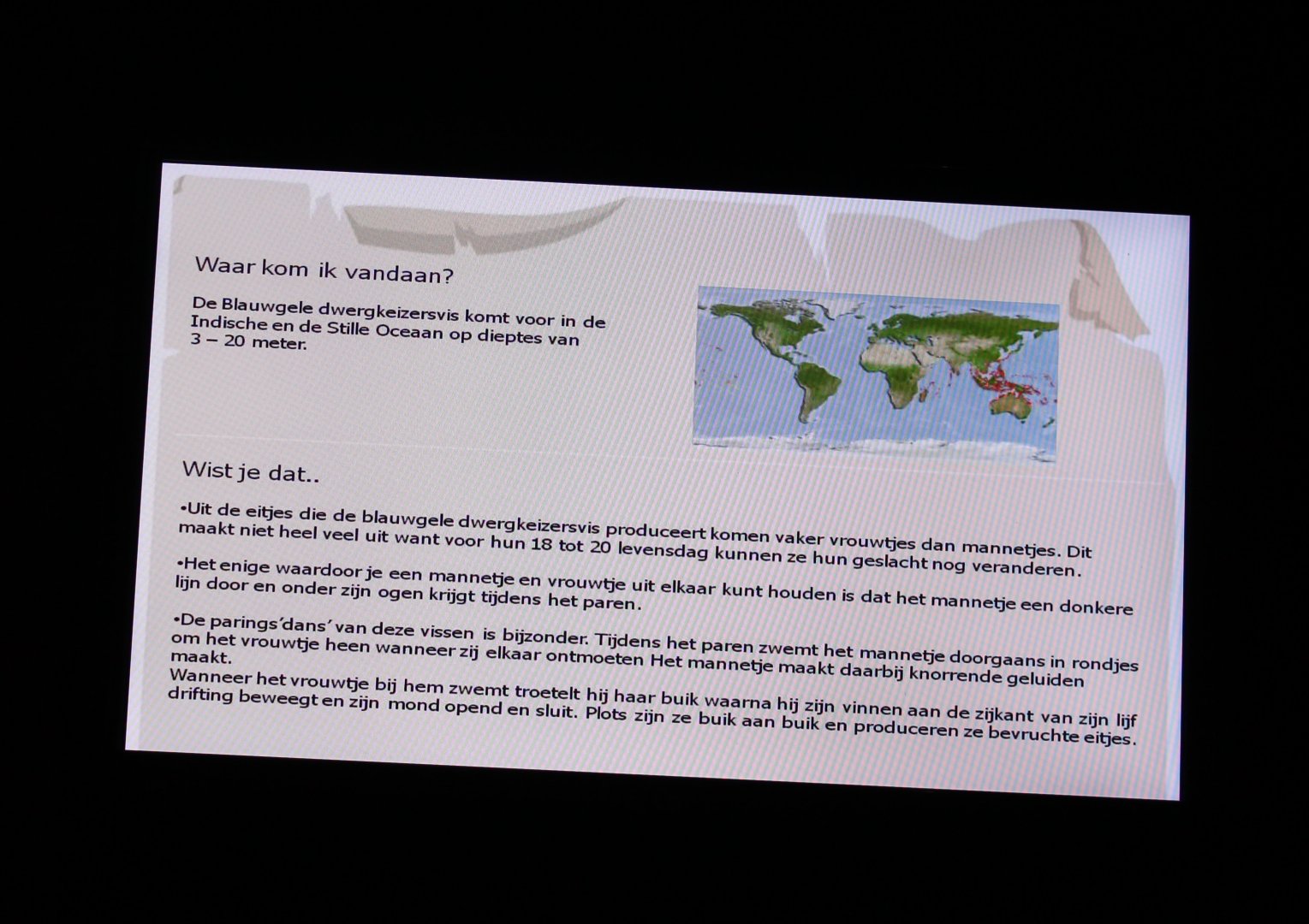 Info Bicolor angelfish - Centropyge bicolor