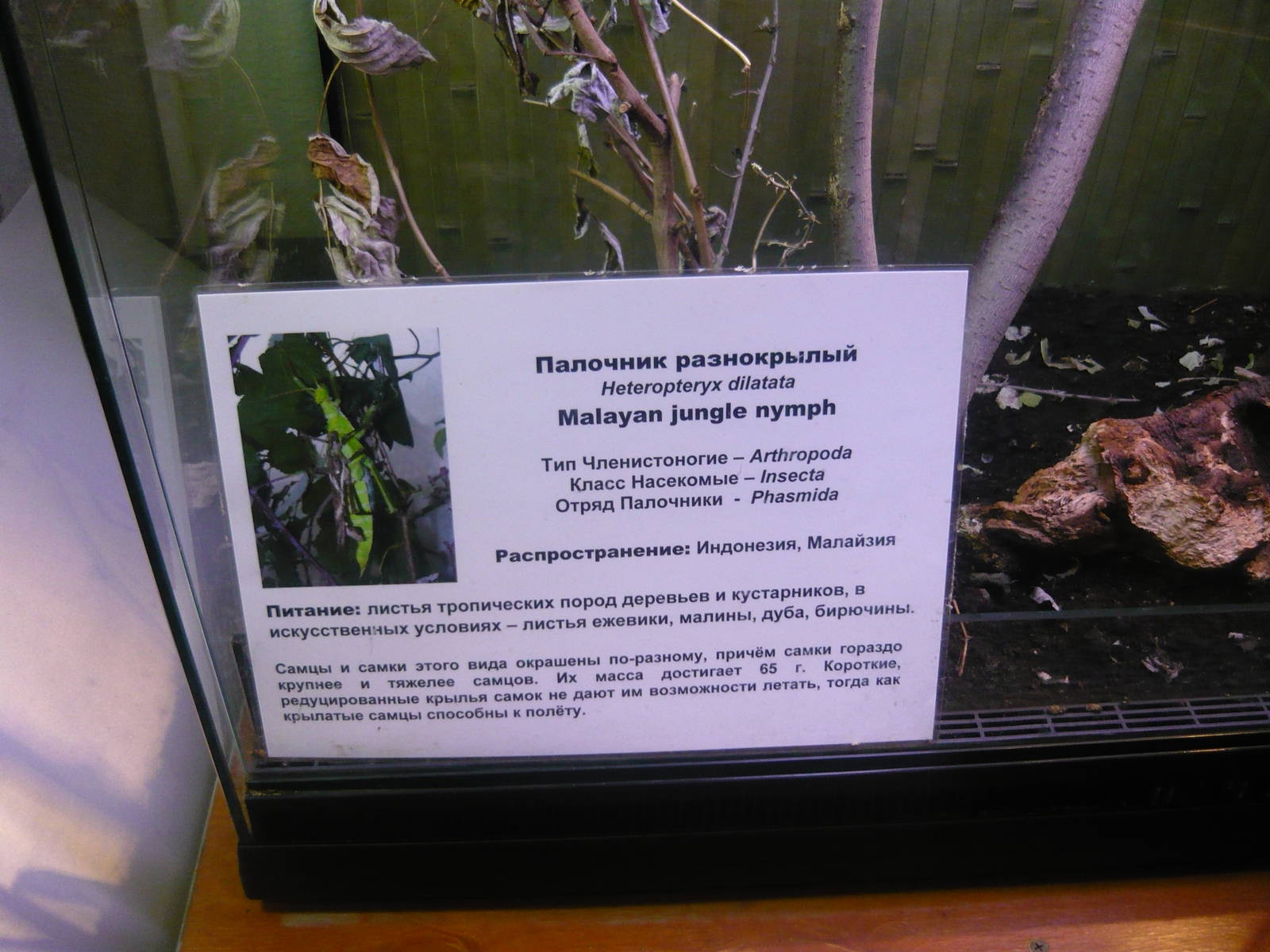Info board example: Malayan jungle nymph