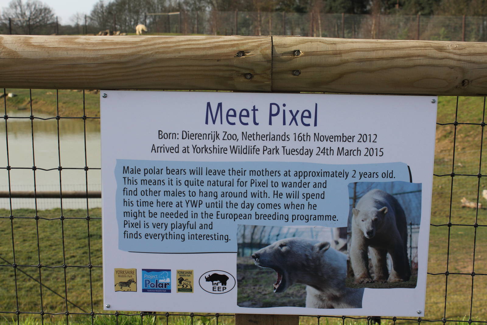 Info board for newly arrived bear. 30-3-15