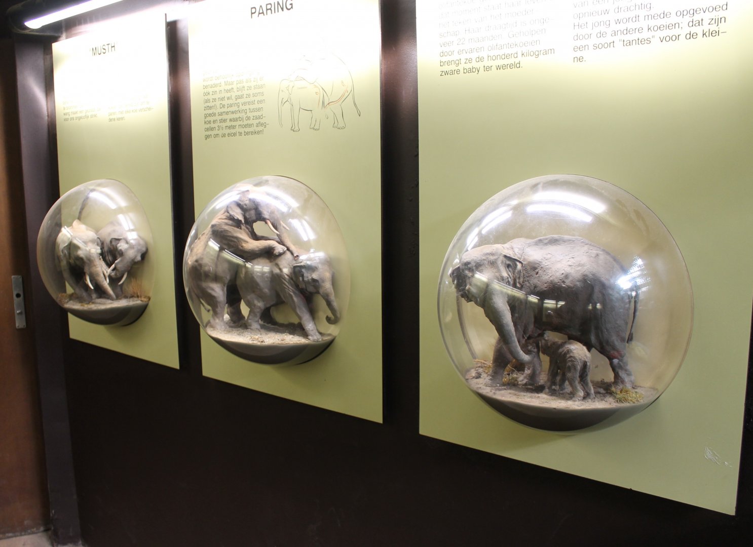 Info-display Elephant-reproduction