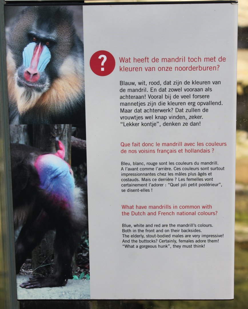 Info Mandrill