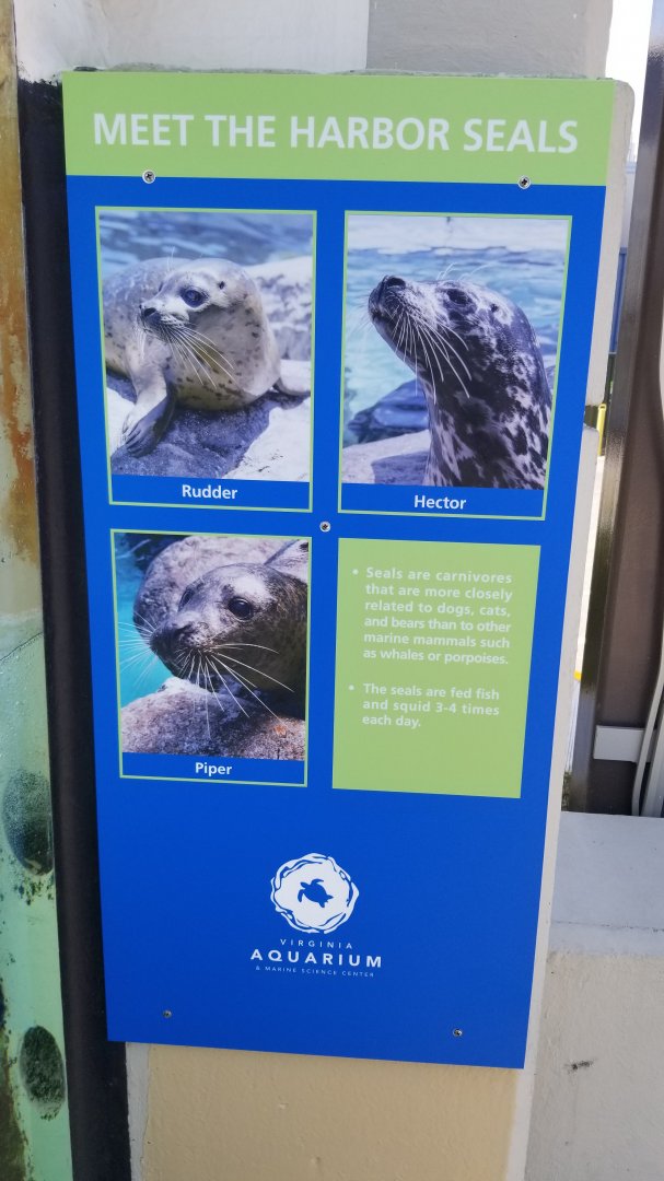Info on the three harbor seals