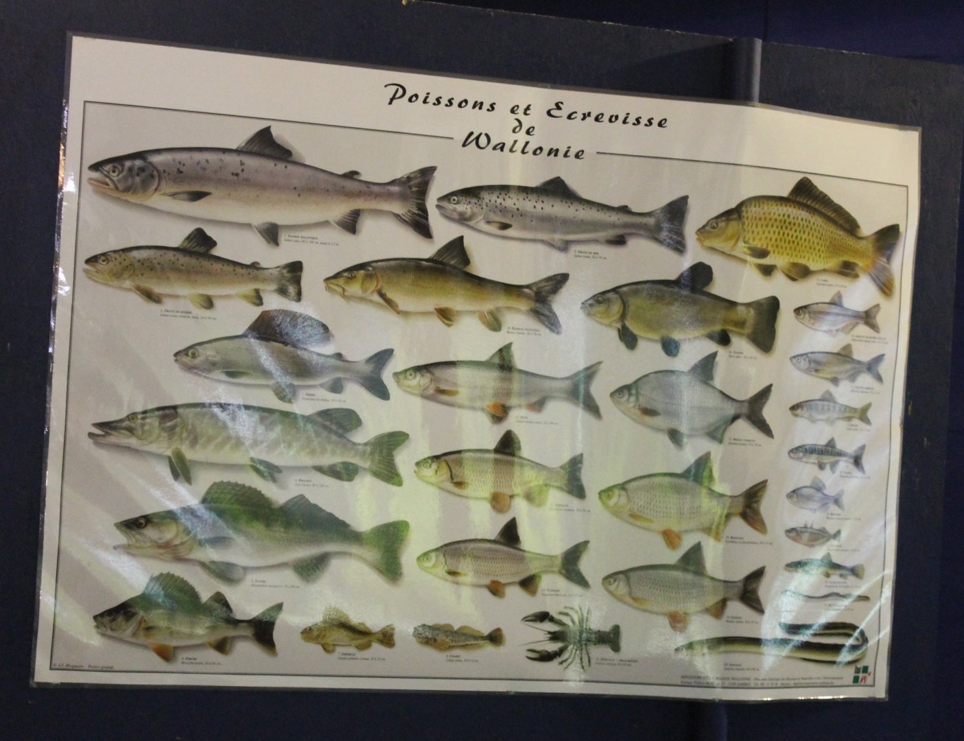 Info-poster Fishes of Wallonia