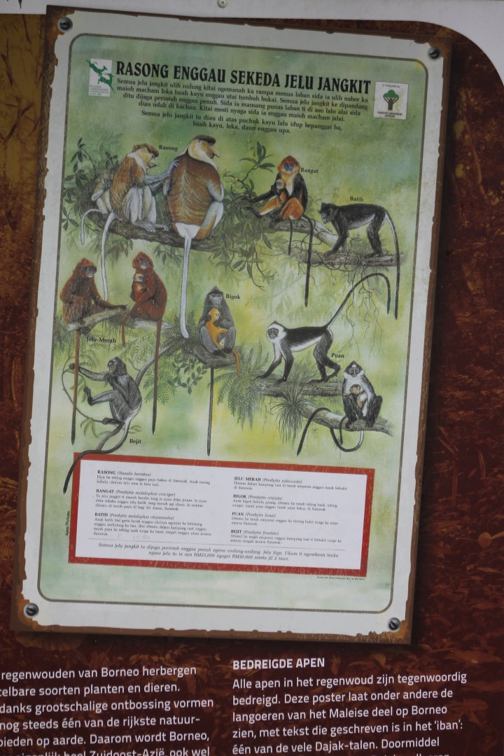 Info-poster Leaf-eating monkeys