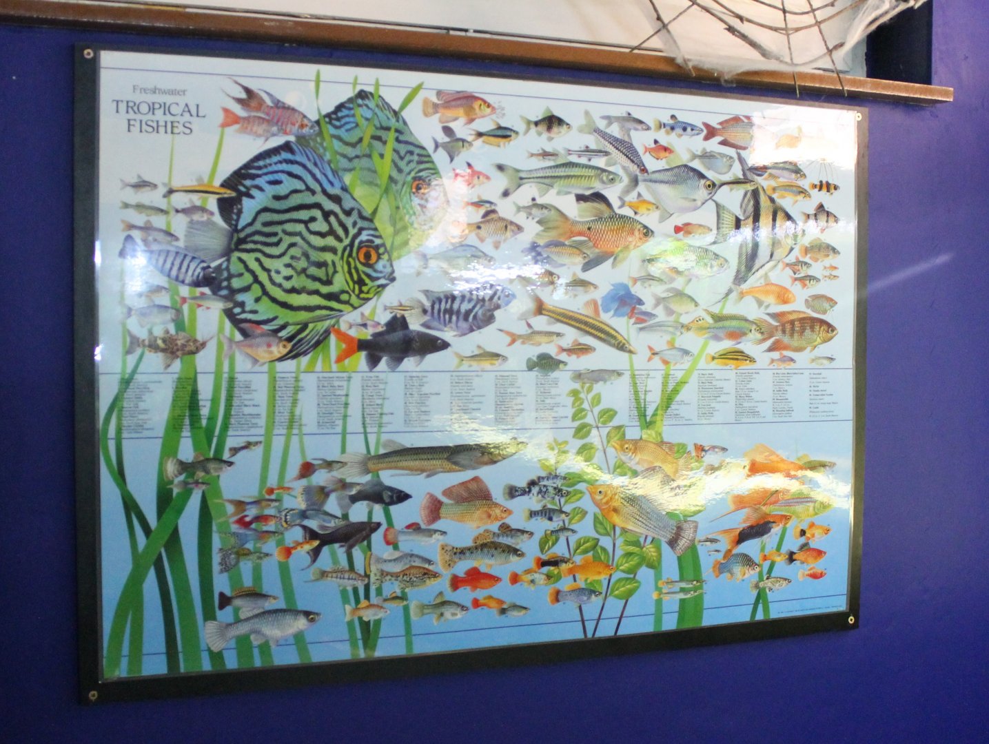 Info-poster Tropical Fish