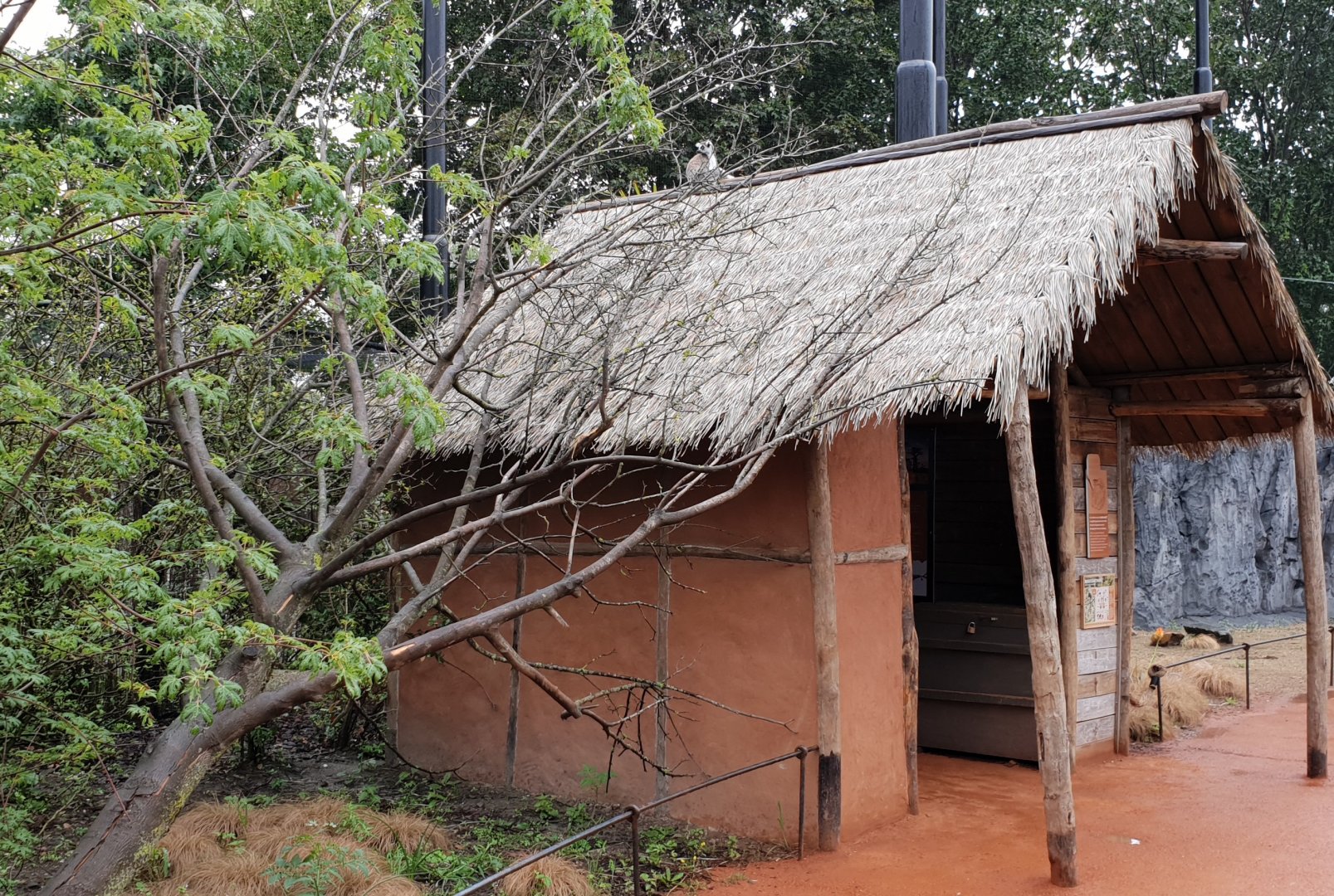Info-shed Ring-tailed lemur walk-through enclosure