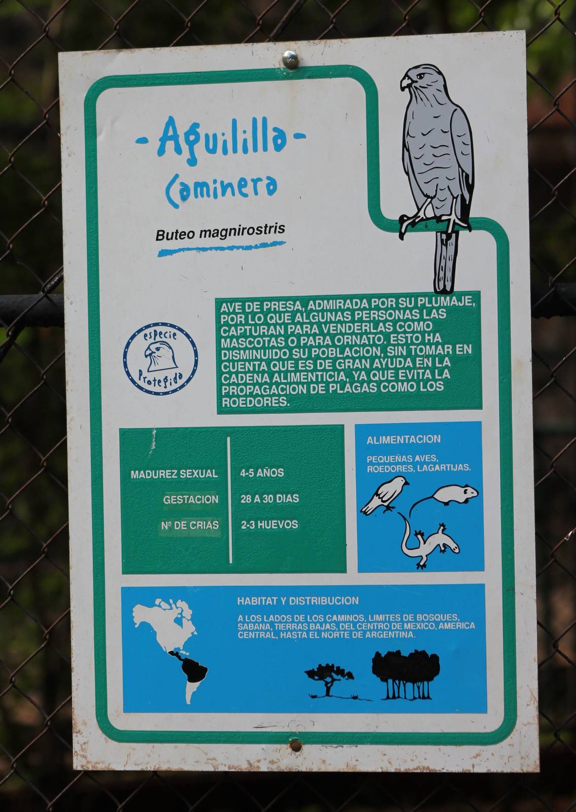 Info sig Roadside hawk