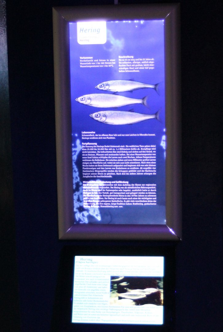 Info-sign Atlantic herring