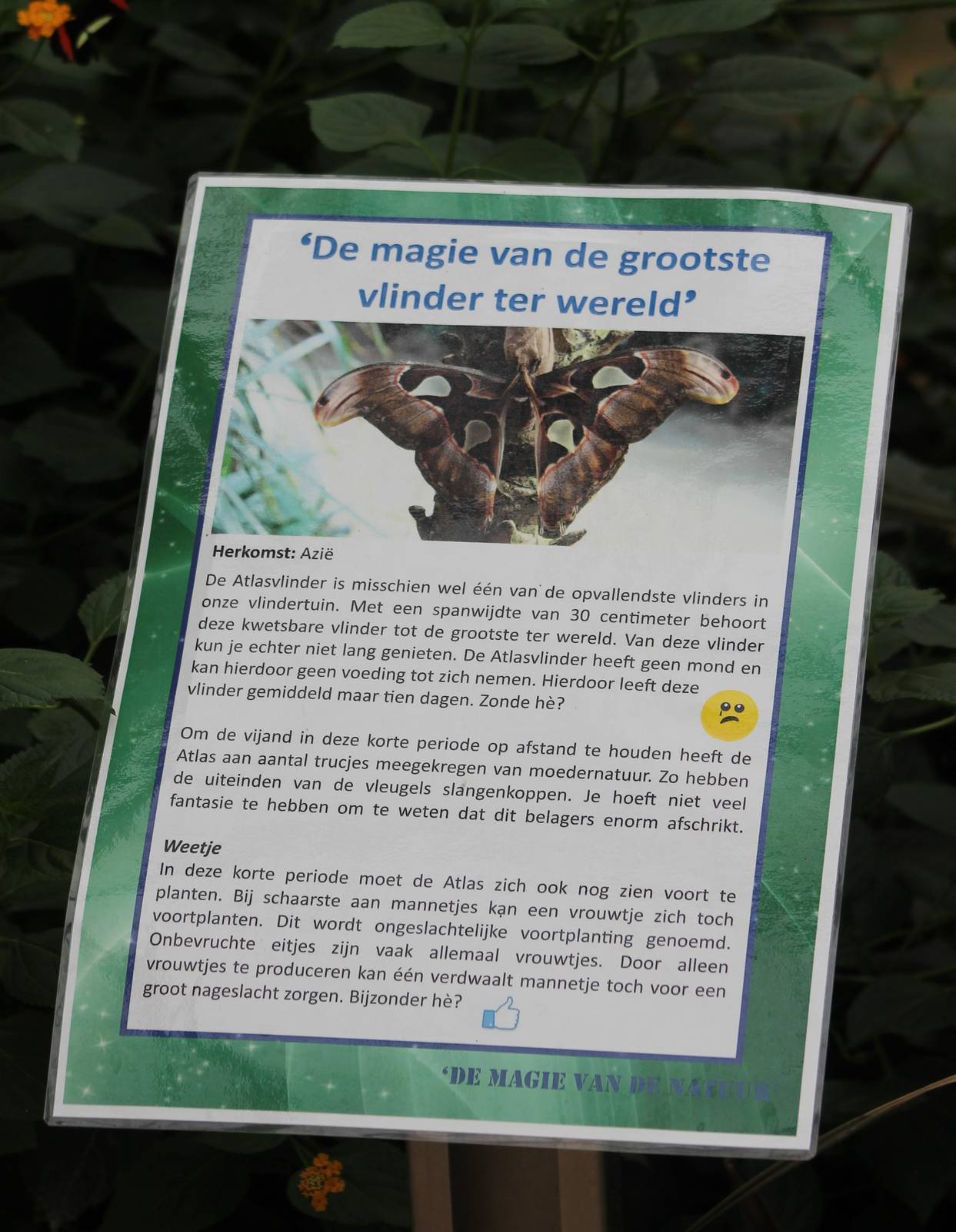 Info-sign Atlas butterfly