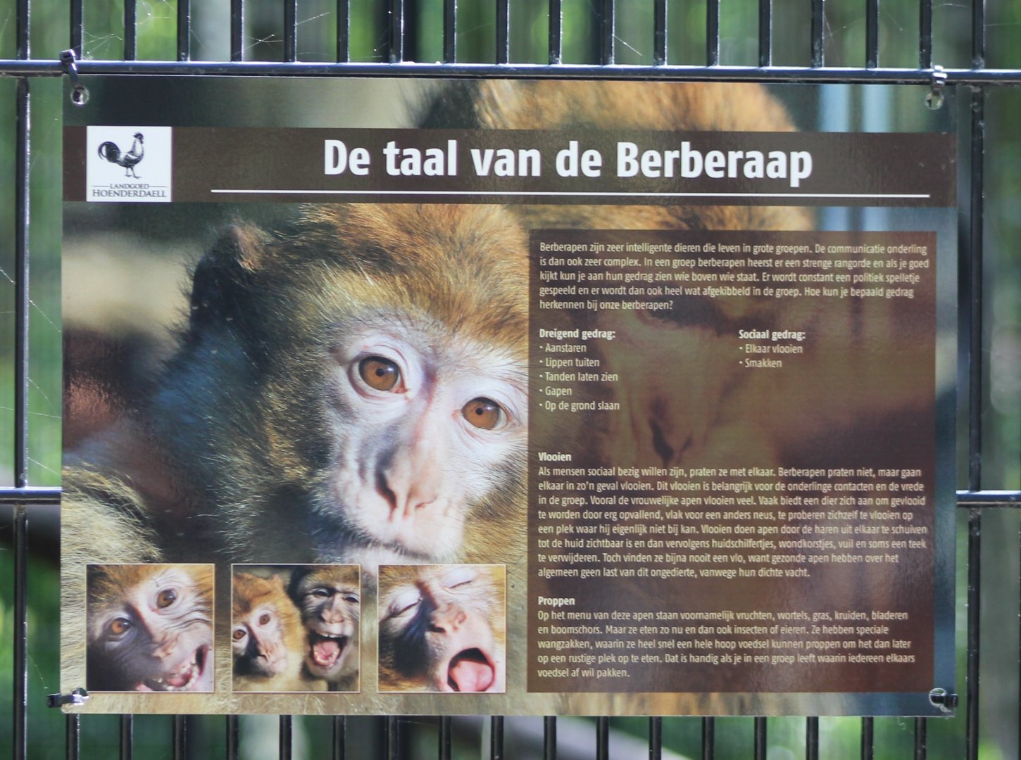 Info-sign Barbary monkey