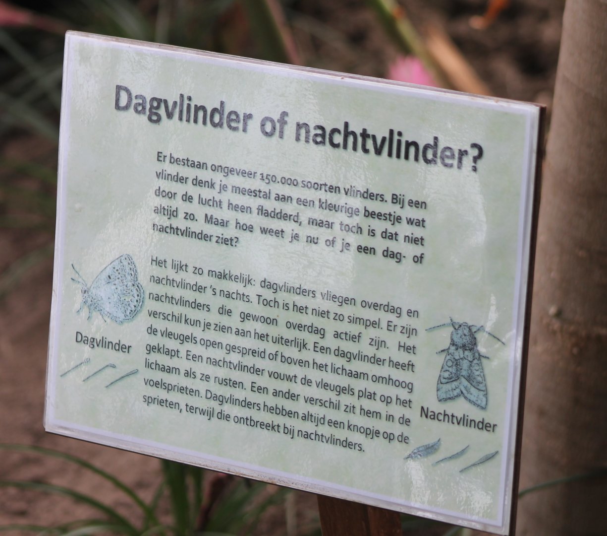 Info-sign Butterfly - Moth