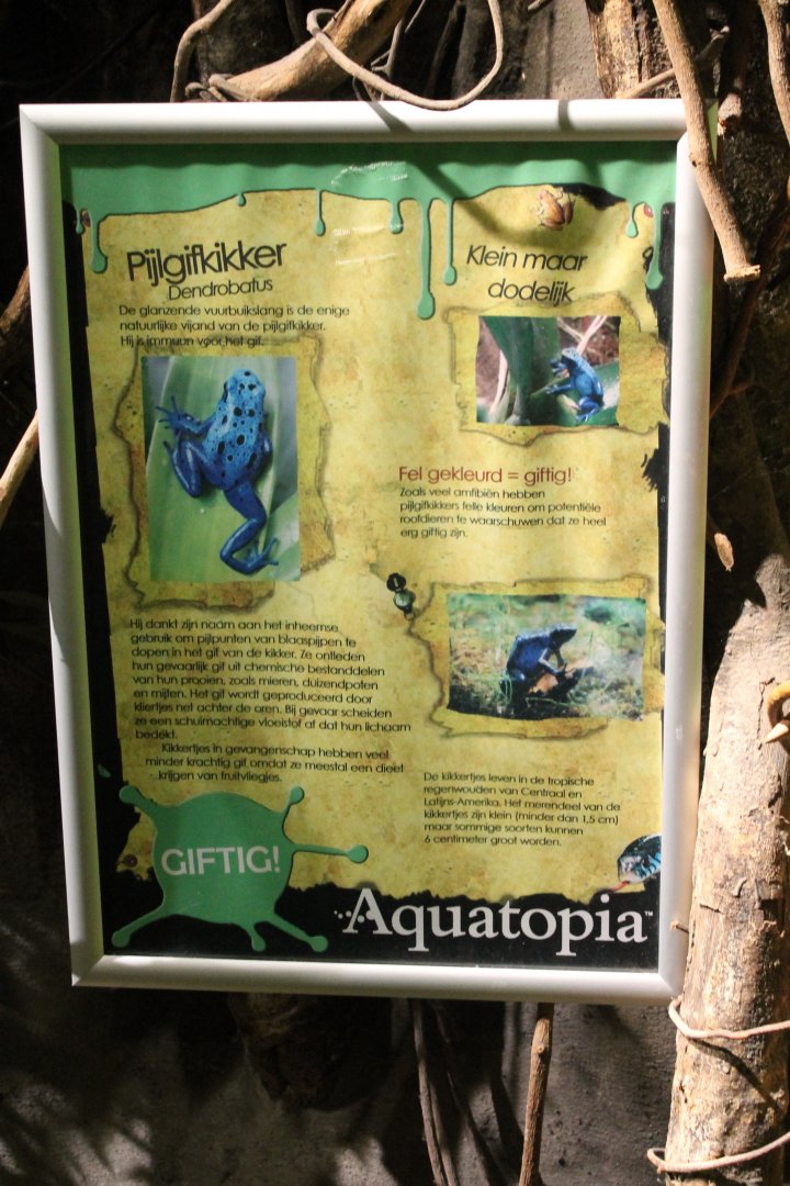 Info-sign Dart frog