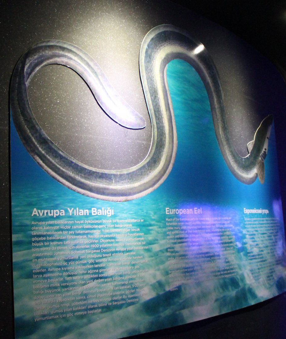 Info-sign European eel