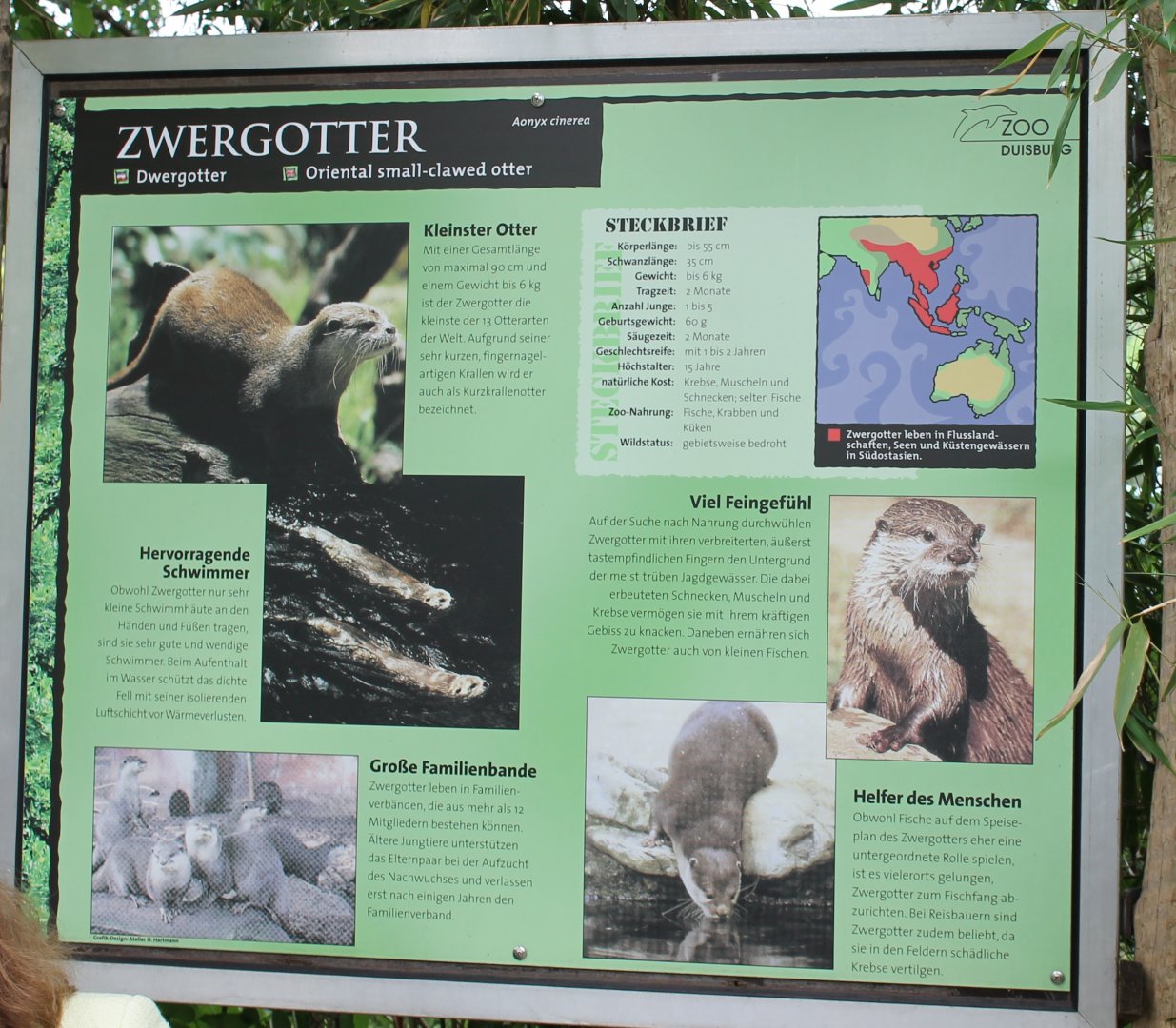 Info-sign Oriental small-clawed otter