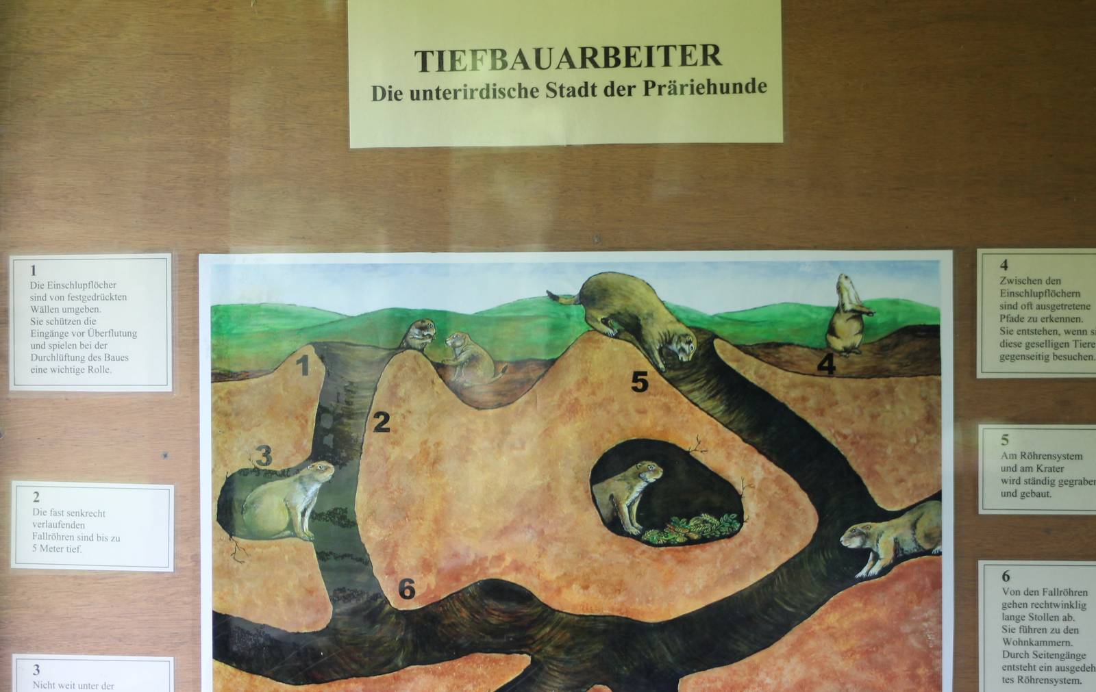 Info-sign Prairiedog