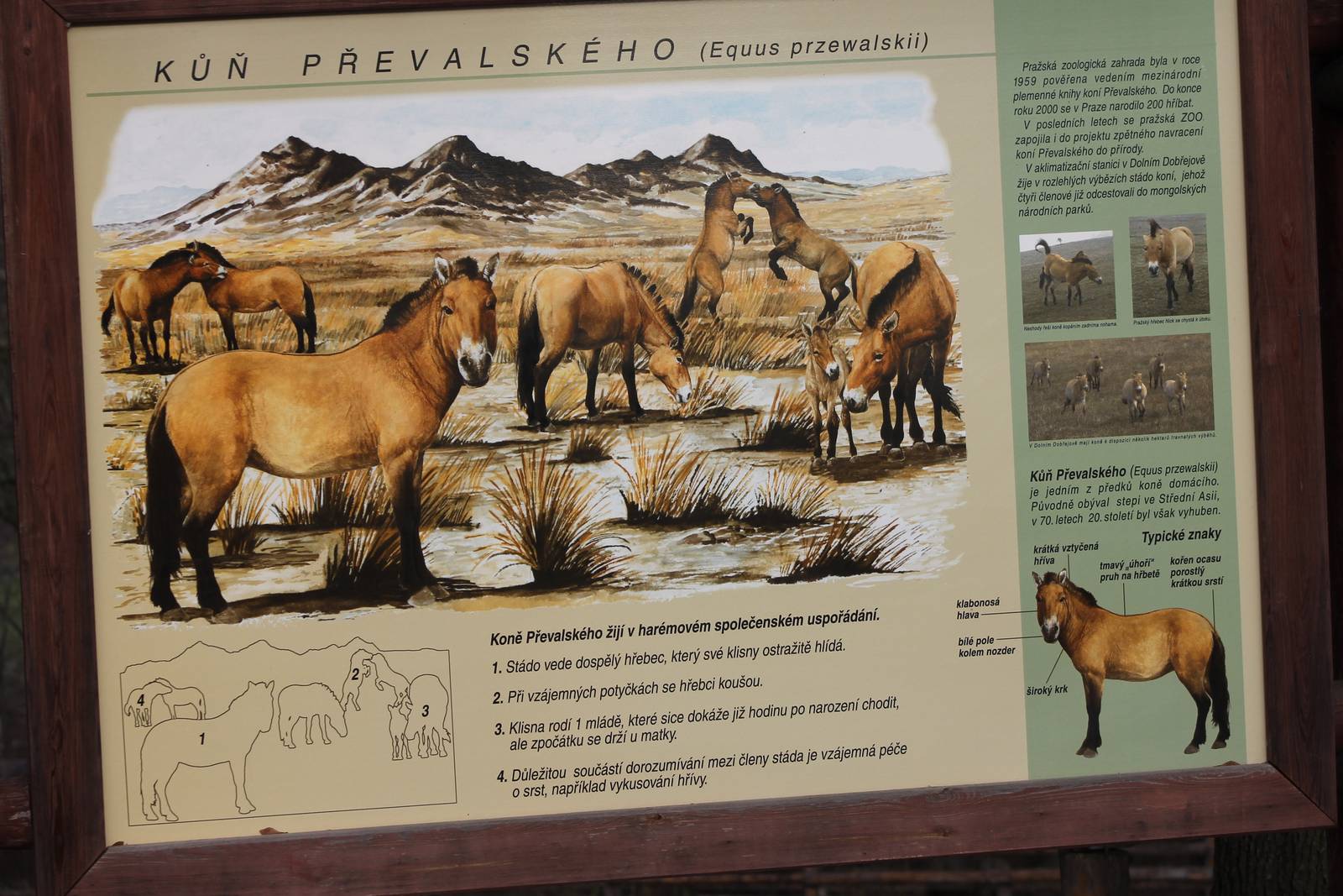 Info-sign Przewalski horse