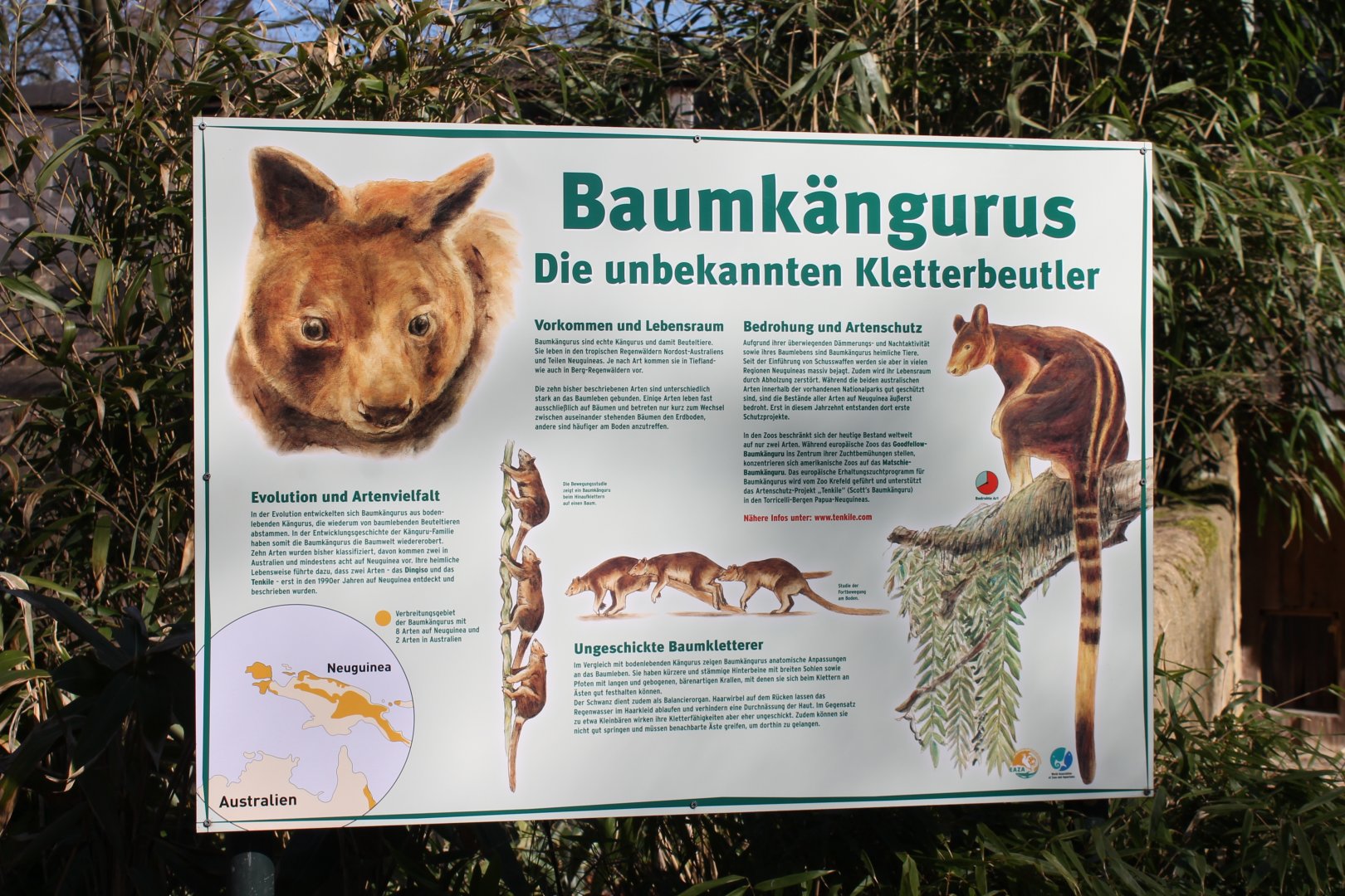 Info-sign Tree kangaroo